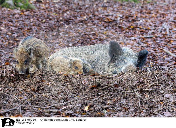 Wildschweine / wild hogs / WS-06059