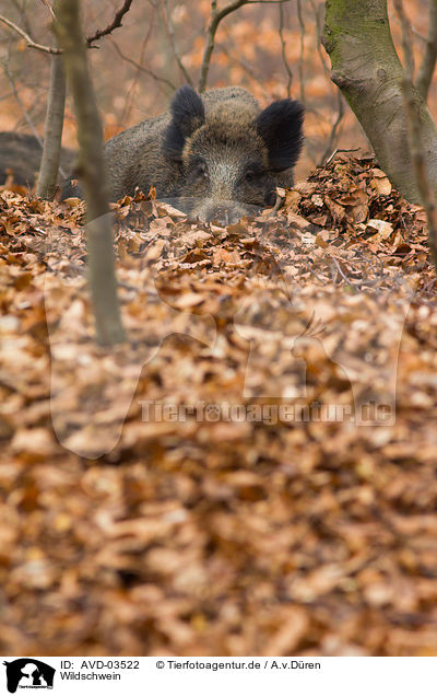 Wildschwein / wild hog / AVD-03522