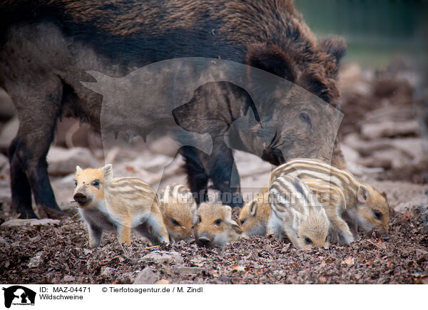 Wildschweine / wild boars / MAZ-04471
