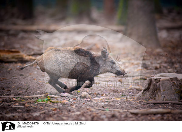 Wildschwein / wild boar / MAZ-04479