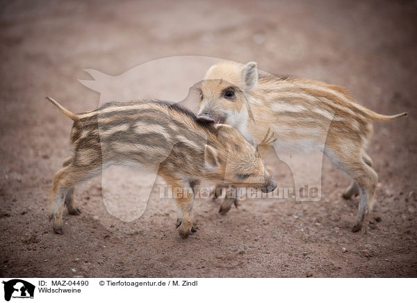 Wildschweine / wild boars / MAZ-04490