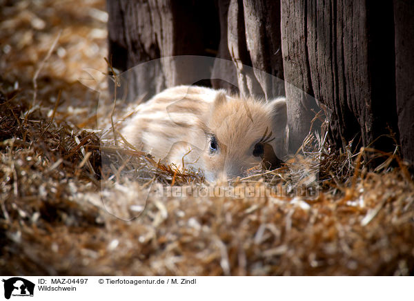 Wildschwein / wild boar / MAZ-04497