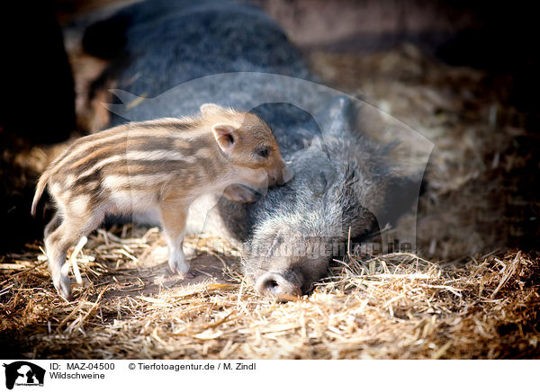Wildschweine / wild boars / MAZ-04500