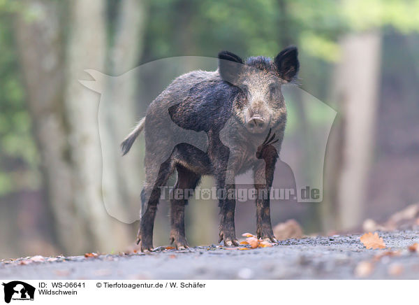 Wildschwein / wild boar / WS-06641