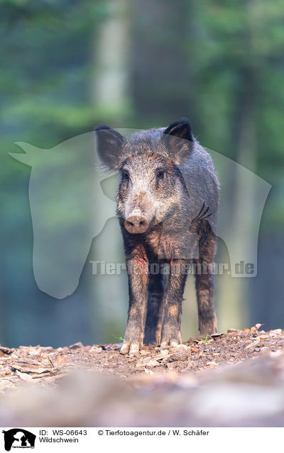 Wildschwein / wild boar / WS-06643