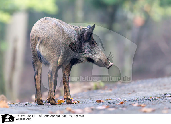 Wildschwein / wild boar / WS-06644