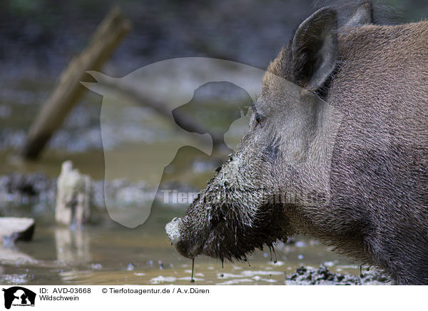 Wildschwein / wild boar / AVD-03668