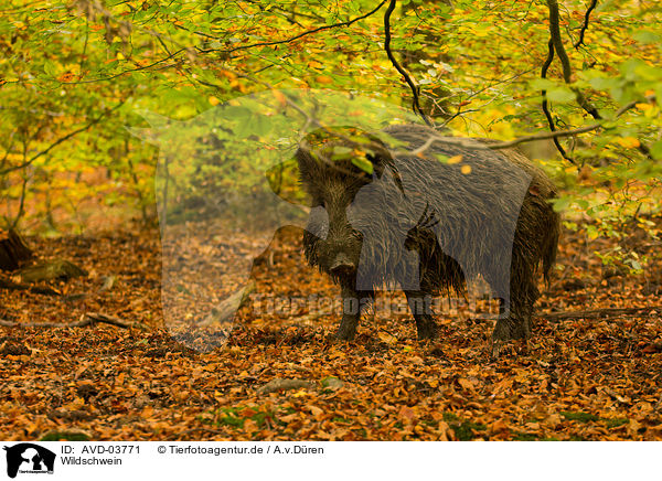 Wildschwein / wild boar / AVD-03771