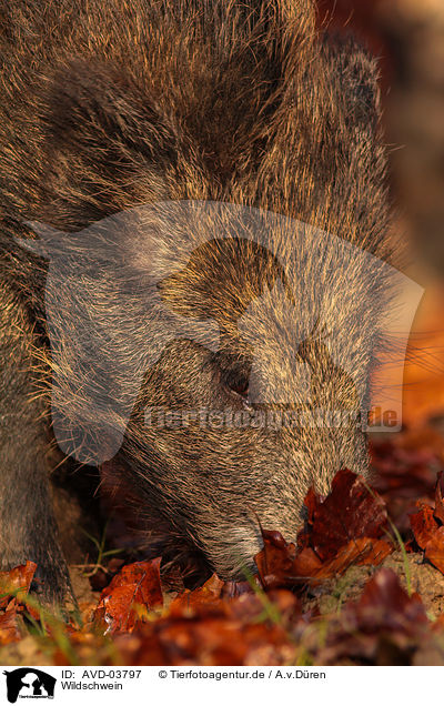 Wildschwein / wild boar / AVD-03797