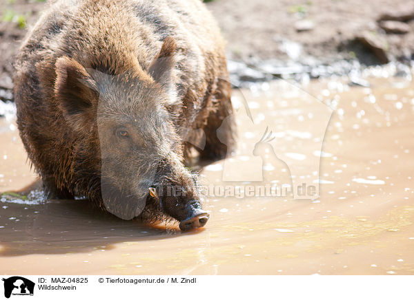 Wildschwein / wildboar / MAZ-04825