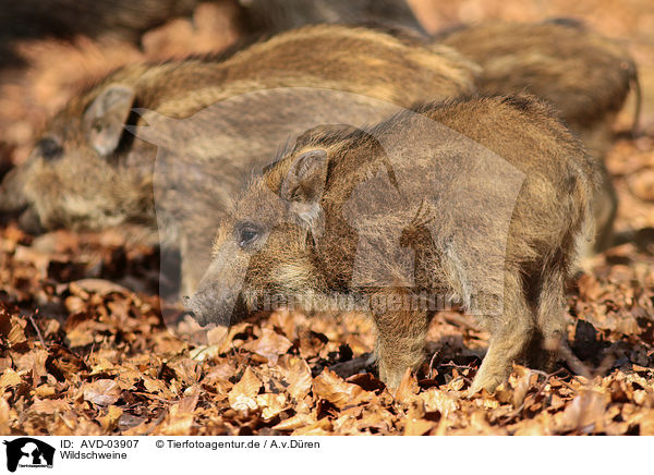 Wildschweine / wild hogs / AVD-03907