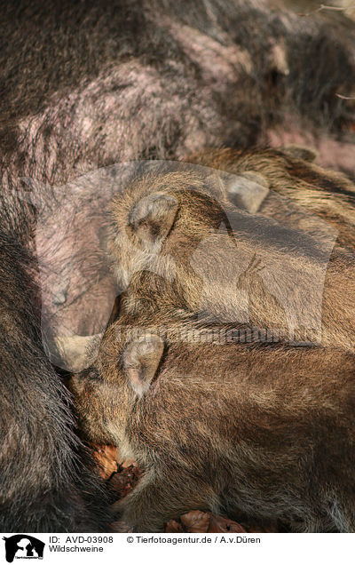 Wildschweine / wild hogs / AVD-03908