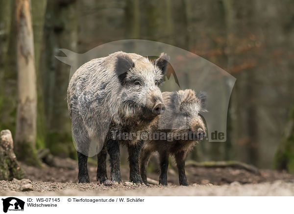 Wildschweine / wild boars / WS-07145