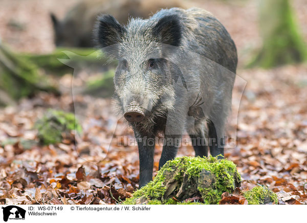 Wildschwein / wild boar / WS-07149