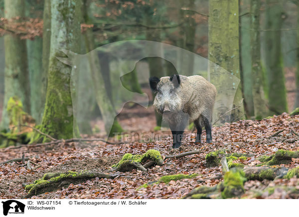 Wildschwein / wild boar / WS-07154