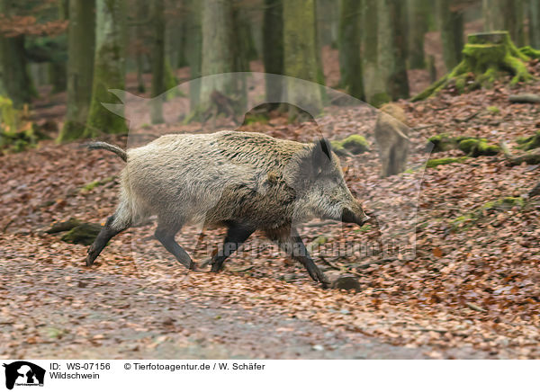 Wildschwein / wild boar / WS-07156