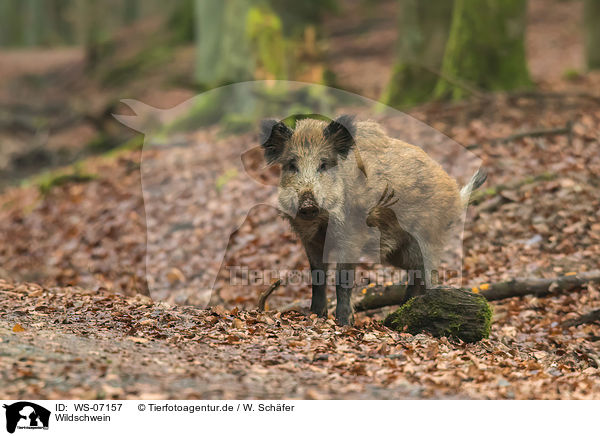 Wildschwein / wild boar / WS-07157