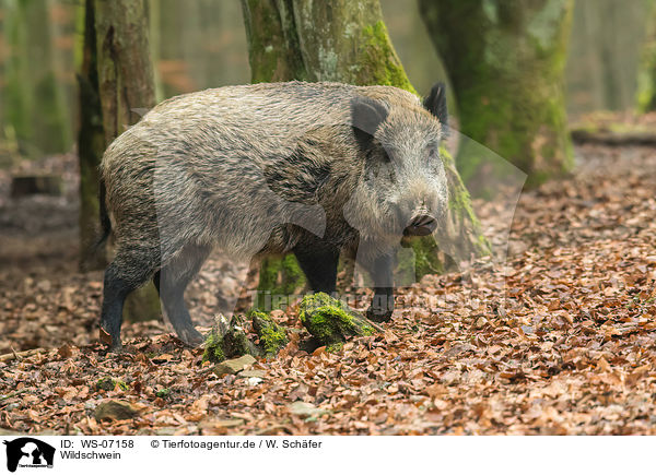 Wildschwein / wild boar / WS-07158