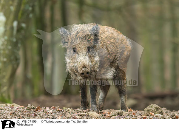 Wildschwein / wild boar / WS-07159