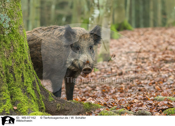 Wildschwein / wild boar / WS-07162