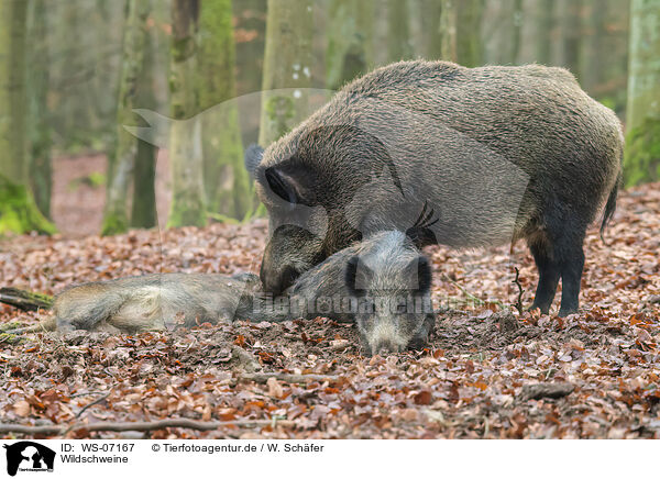Wildschweine / wild boars / WS-07167