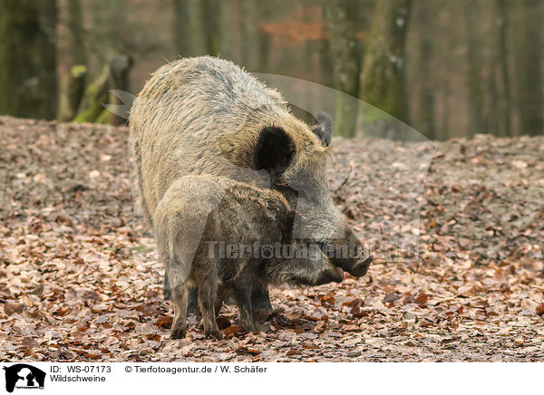 Wildschweine / wild boars / WS-07173