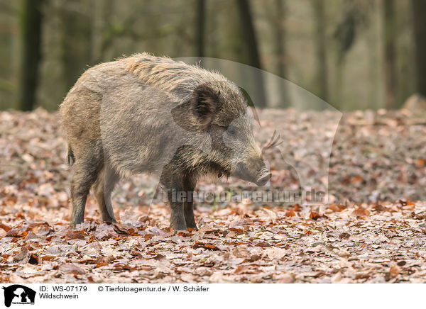 Wildschwein / wild boar / WS-07179