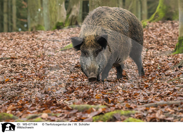 Wildschwein / wild boar / WS-07184