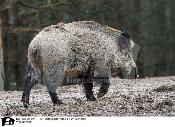 Wildschwein / wild boar / WS-07194