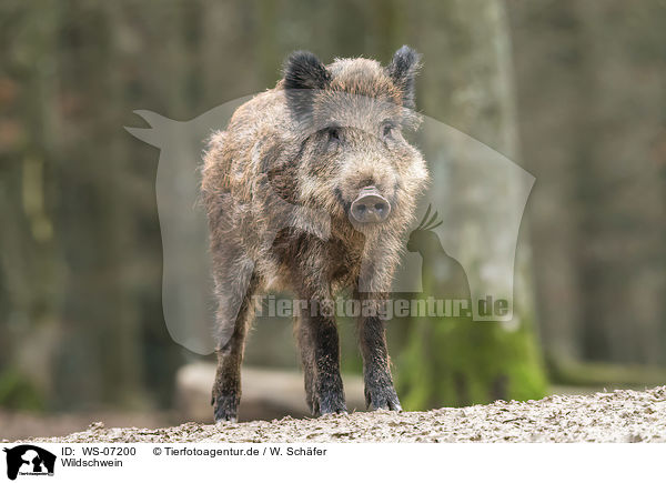 Wildschwein / wild boar / WS-07200