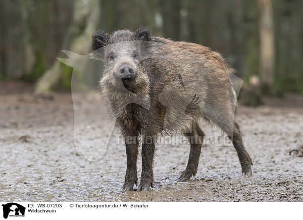 Wildschwein / wild boar / WS-07203