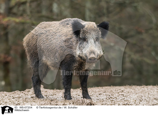 Wildschwein / wild boar / WS-07204