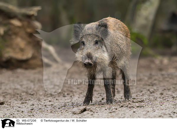 Wildschwein / wild boar / WS-07206