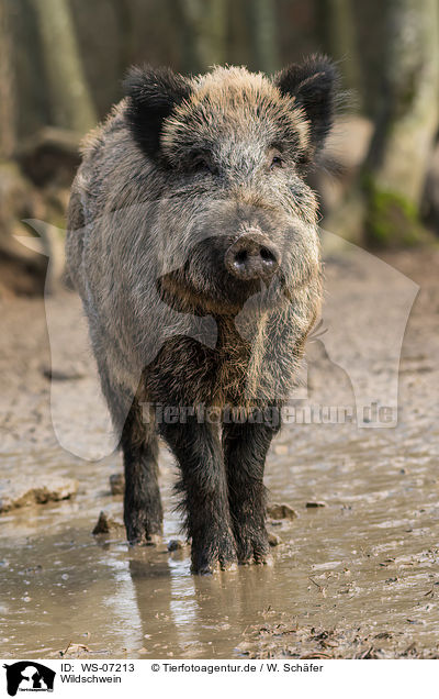 Wildschwein / wild boar / WS-07213