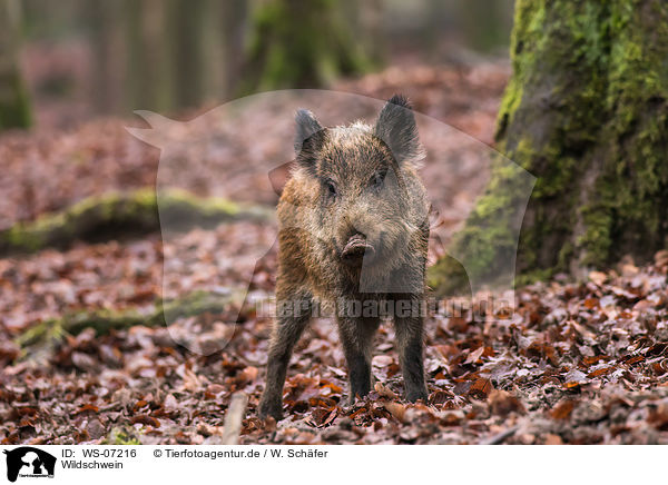 Wildschwein / wild boar / WS-07216