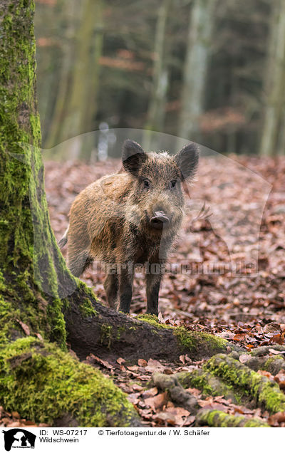 Wildschwein / wild boar / WS-07217