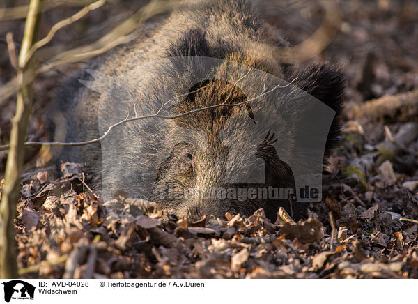 Wildschwein / wildboar / AVD-04028