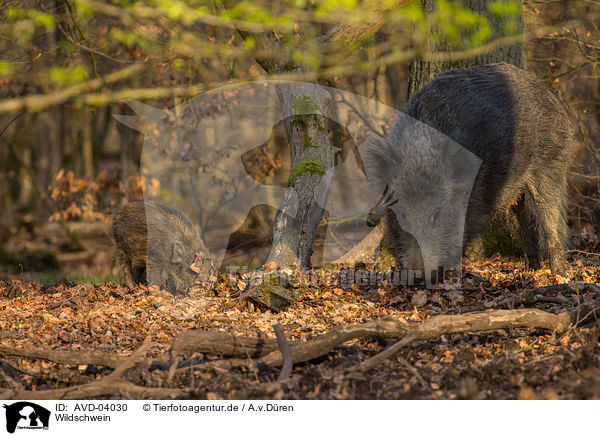 Wildschwein / wildboar / AVD-04030