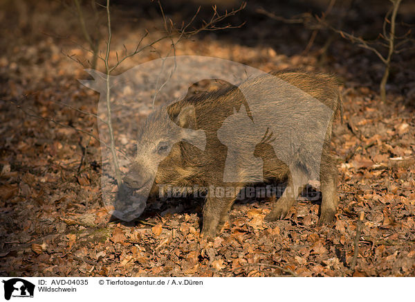 Wildschwein / wildboar / AVD-04035