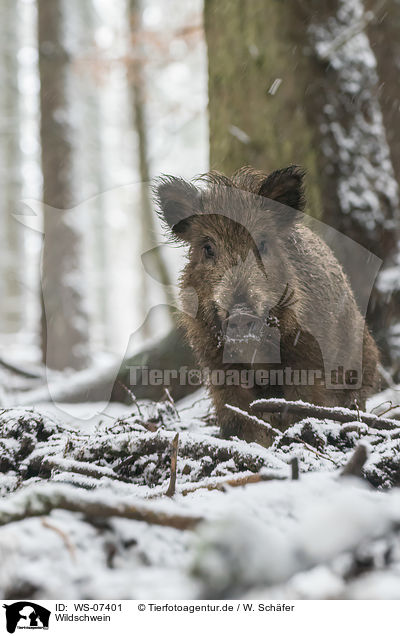 Wildschwein / wild boar / WS-07401