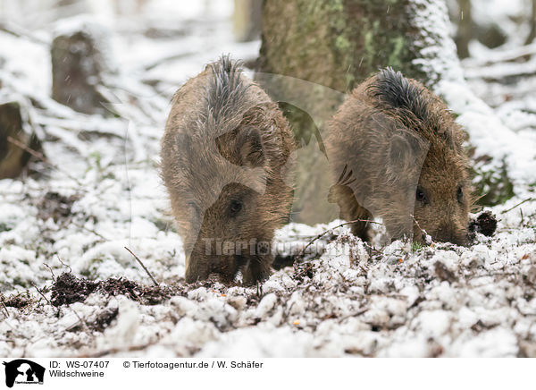 Wildschweine / wild boars / WS-07407