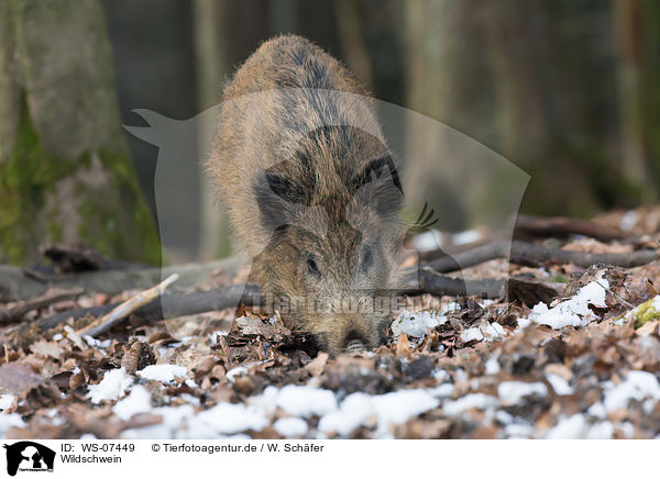 Wildschwein / wild boar / WS-07449