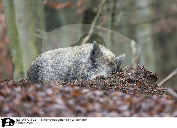 Wildschwein / wild boar / WS-07622