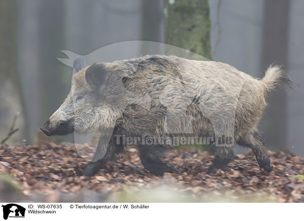 Wildschwein / wild boar / WS-07635