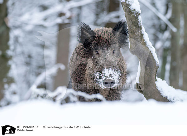 Wildschwein / boar / WS-08157