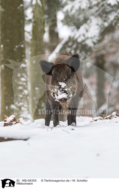 Wildschwein / wild boar / WS-08355