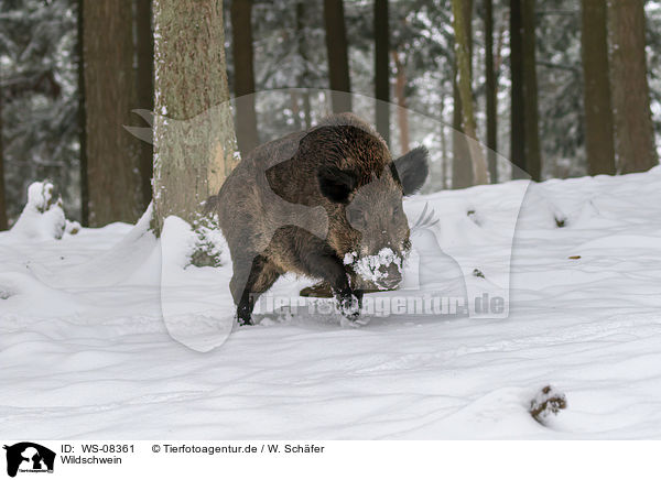 Wildschwein / wild boar / WS-08361