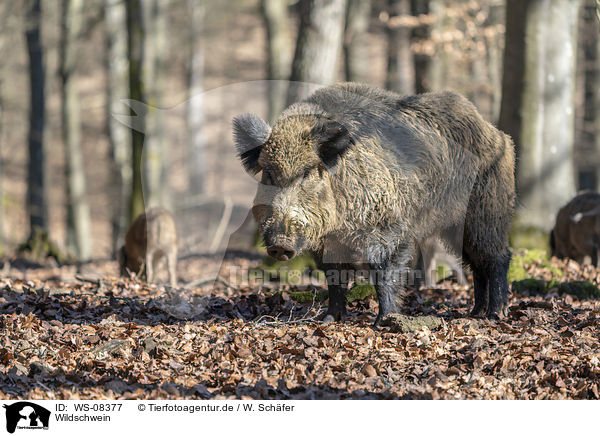 Wildschwein / wild boar / WS-08377