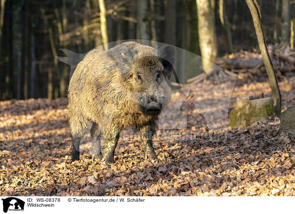 Wildschwein / wild boar / WS-08378