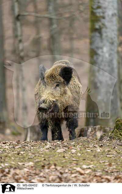 Wildschwein / wild boar / WS-08402